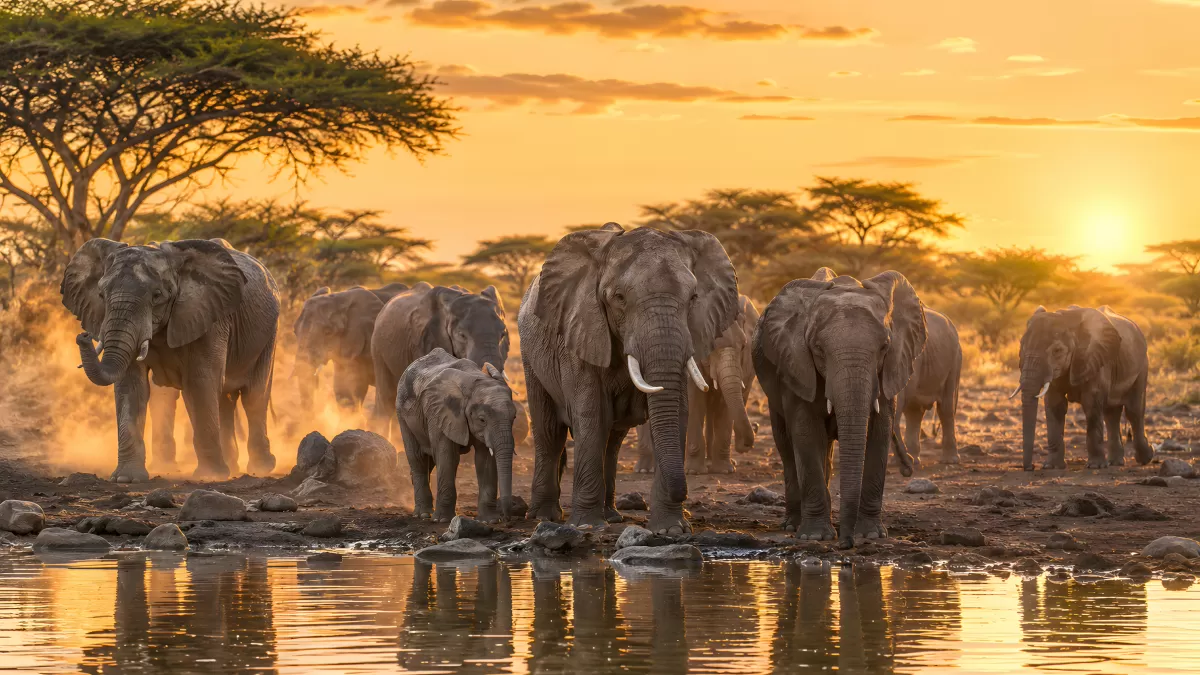 Elefantenherde an einer Wasserstelle bei Sonnenuntergang