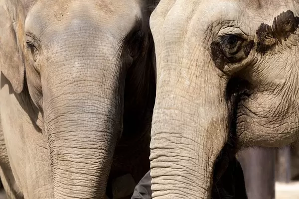 Elefantenpaar / Elephants Couple