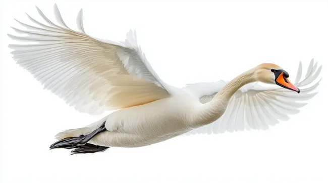 Eleganter Schwan in Flugaufnahme auf weißem Hintergrund