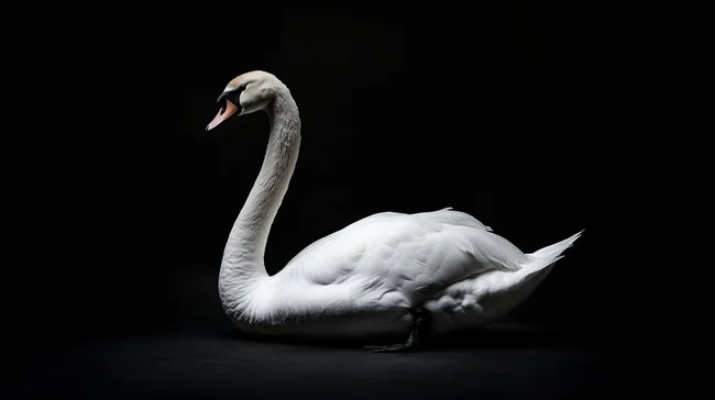 Eleganter Schwan in Schwarzweiß-Fotografie