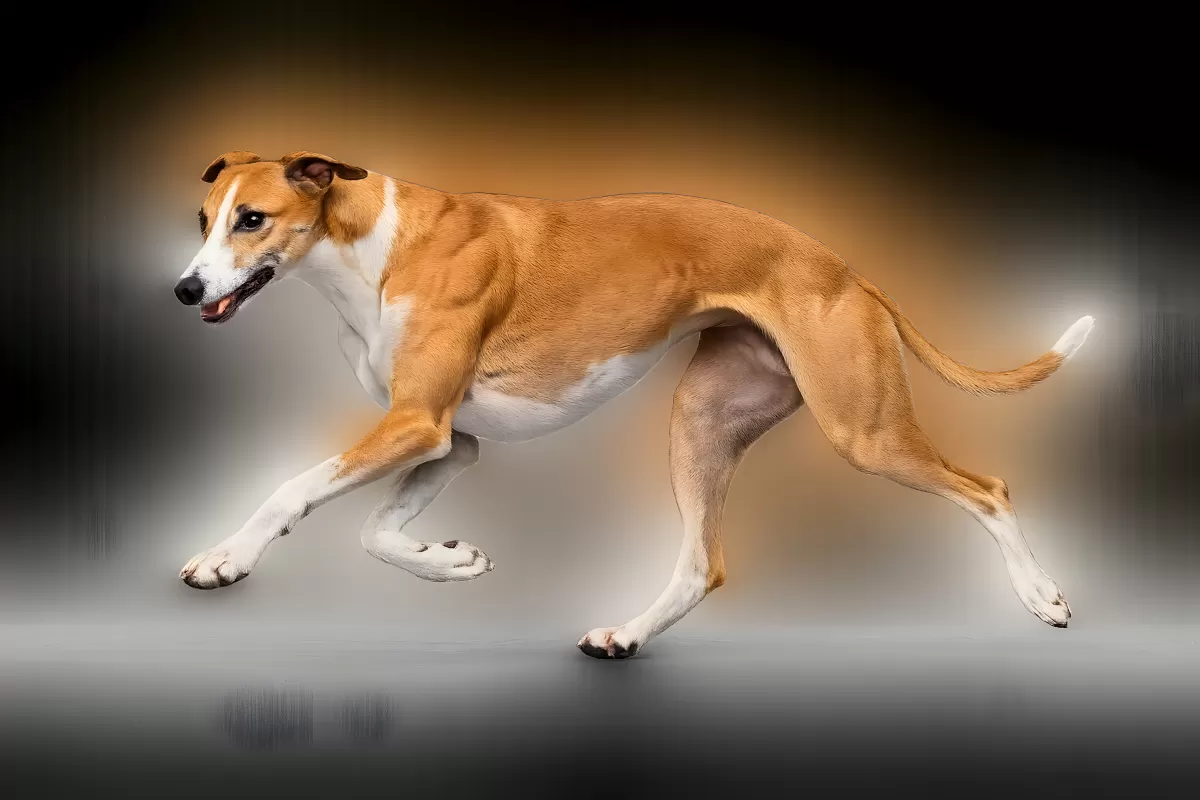 Eleganter Windhund läuft in dynamischer Studiofotografie