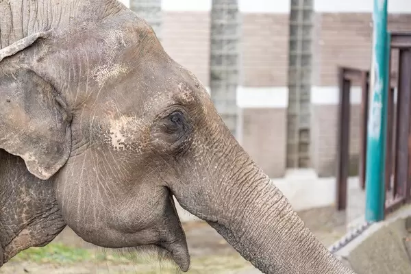 Elephant in the zoo waiting for food