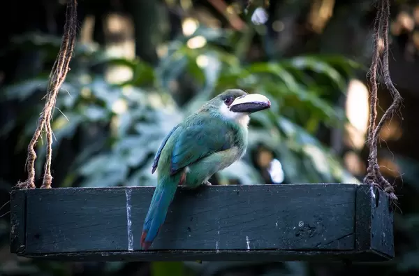 Emerald toucanet