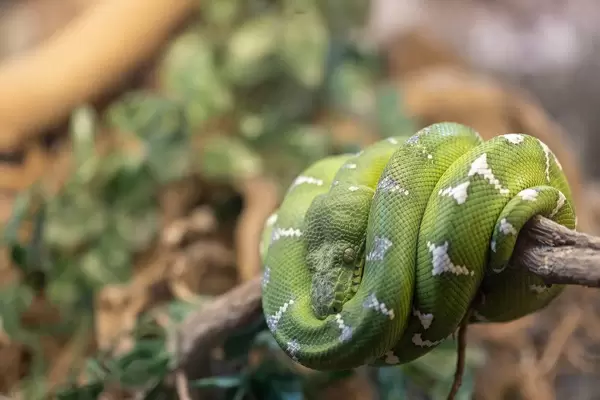 Emerald Tree Boa laying curled on the tree