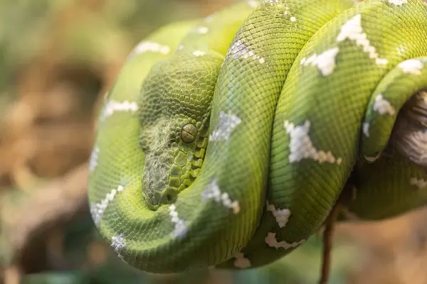 Emerald Tree Boa laying on the tree