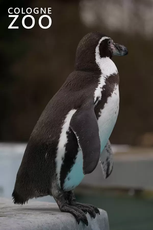 Emperor penguin at Cologne Zoo standing on a stone at the water basin