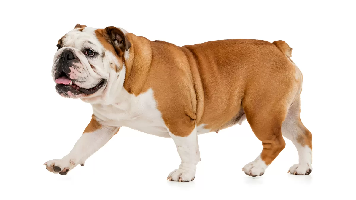 Englische Bulldogge läuft vor weißem Hintergrund