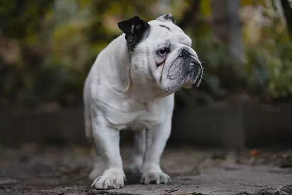 English Bulldog in the Yard