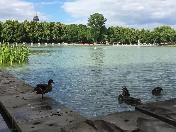 Enten / Vögel baden im angelegten Wasserbecken im Stadtpark