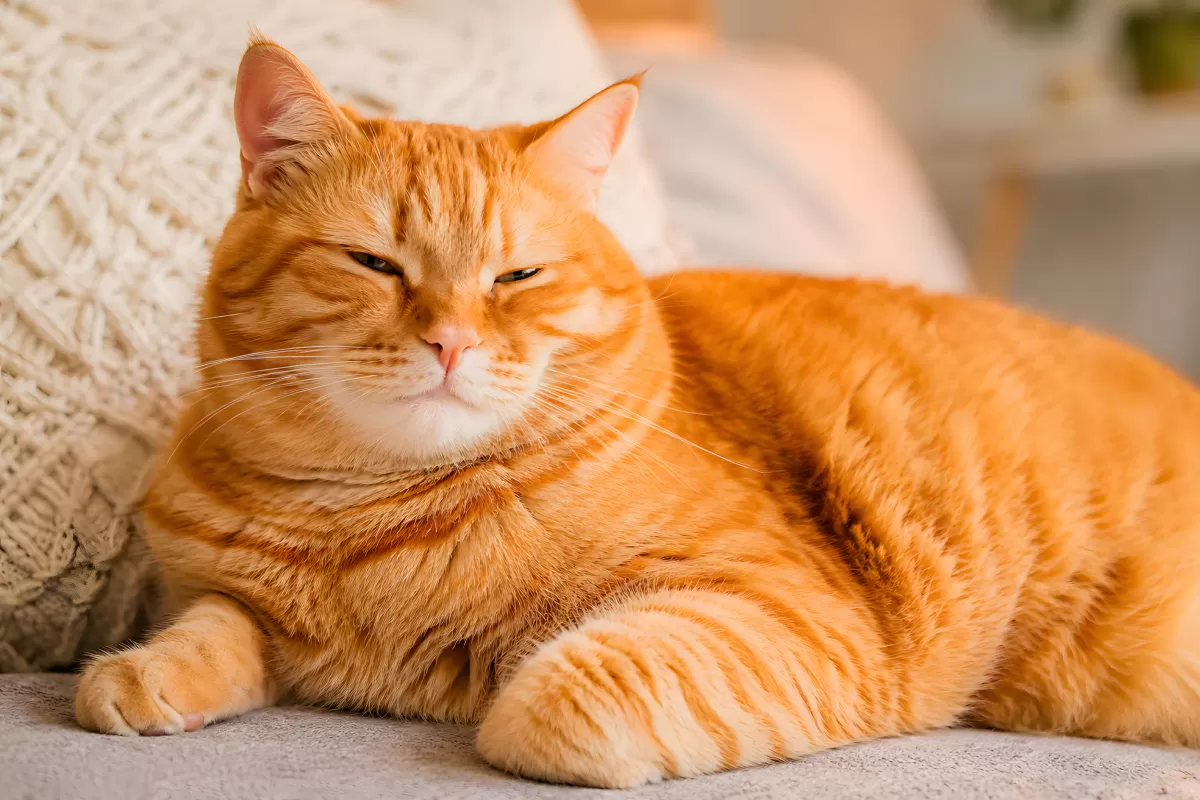 Entspannte orangefarbene Katze liegt auf dem Sofa