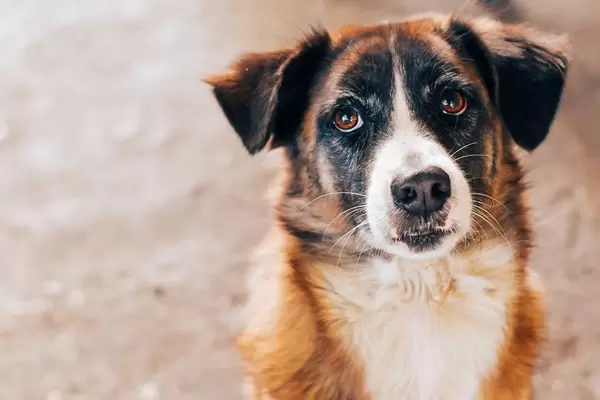 Entzückender braun-weißer Hund bettelt mit dem bekannten Hundeblick nach Futter