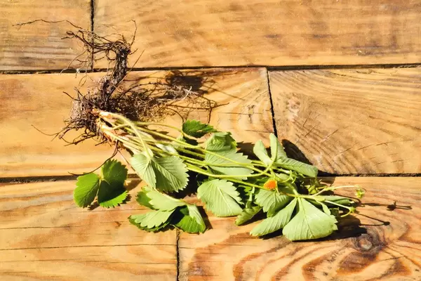 Erdbeeren mit Wurzeln