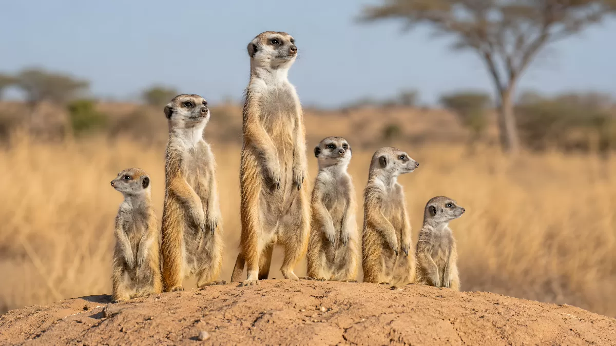 Erdmännchen-Gruppe steht wachsam in der Savanne