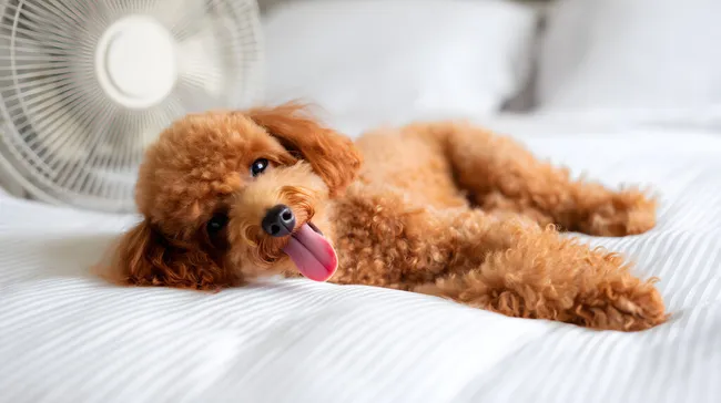 Erschöpfter Pudel ruht sich im Sommerwind aus