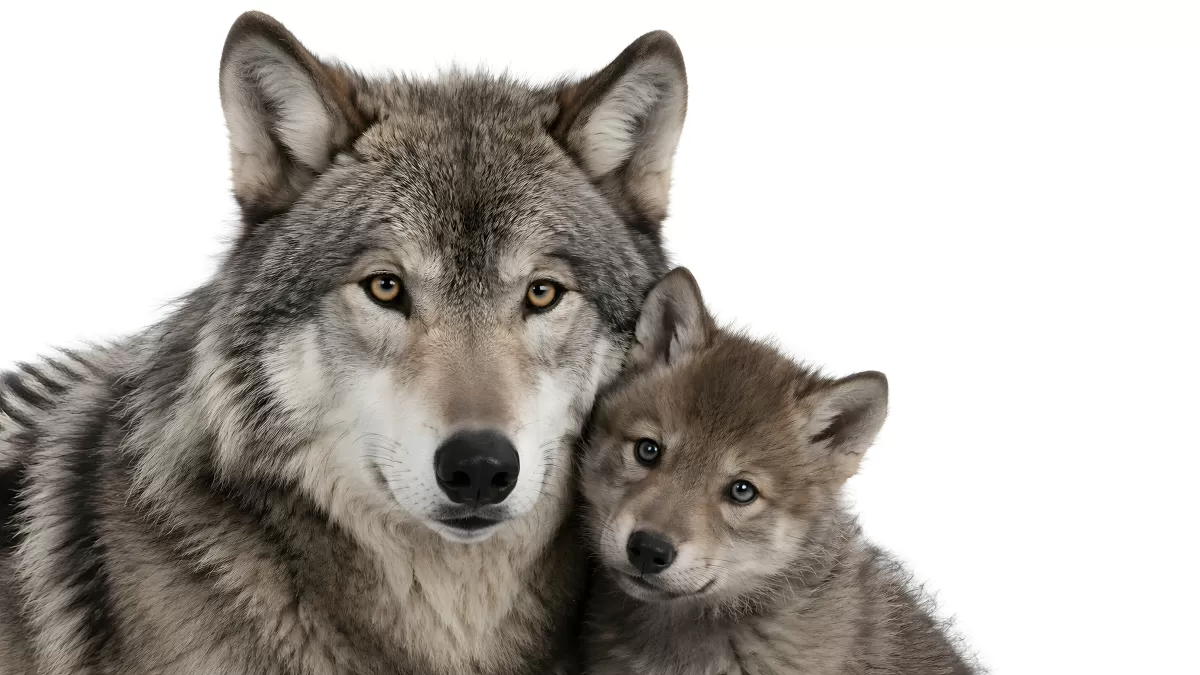 Erwachsener Wolf mit Welpen vor weißem Hintergrund