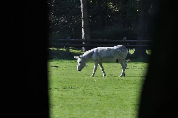 Esel im Lindenthaler Tierpark