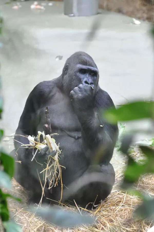 Essender Gorilla