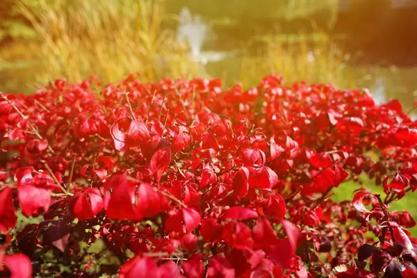 Euonymus alatus, known as winged spindle, winged euonymus, or burning bush (Flip 2019)