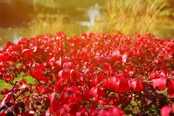 Euonymus alatus, known as winged spindle, winged euonymus, or burning bush