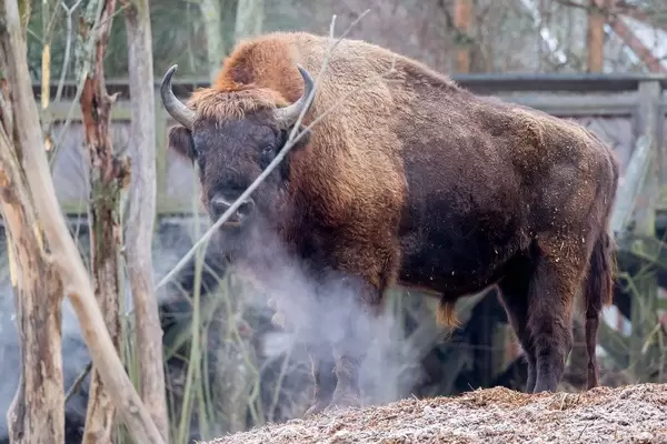 Europäischer Bison im Skansen-Zoo - Stockholm, Schweden