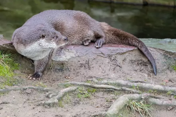 Europäischer Fischotter