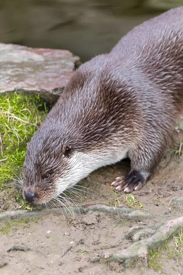 European Otter