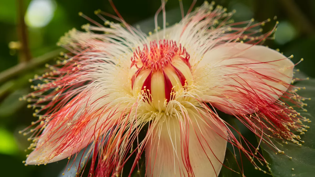 Exotische Kanonenkugelbaum-Blüte in Nahaufnahme