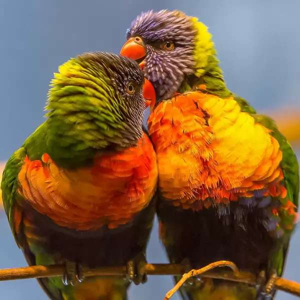 Exotische Vögel in bunten Farben küssen sich