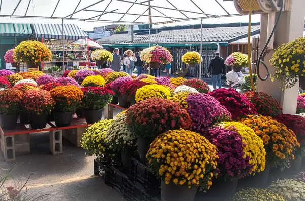Fall Flower Market (Flip 2019)