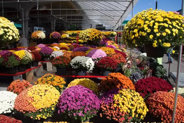 Fall Flowers at the Farmer Market  (Flip 2019)