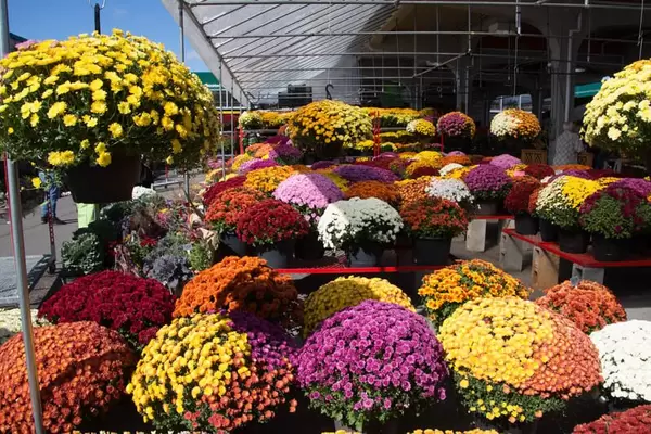 Fall Flowers at the Farmer Market