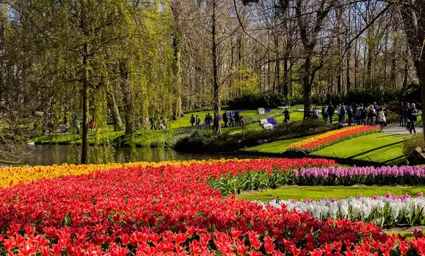 Fall Season Photo of Red and Yellow Tulips in Keukenhof Garden in Amsterdam, Netherlands