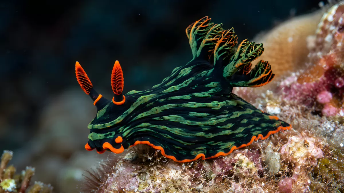Farbenfrohe Nacktschnecke auf Korallenriff im Meer