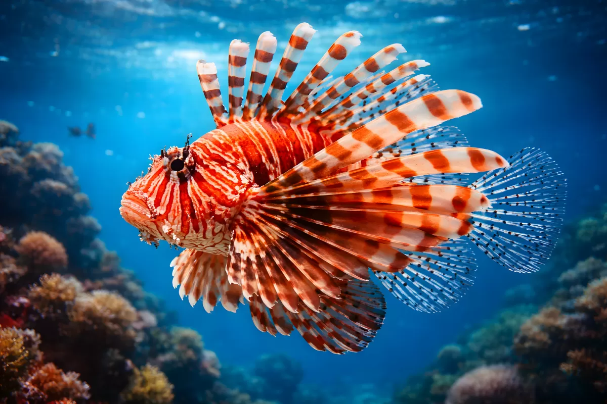 Farbenprächtige Meeresbewohnerin in ihrer natürlichen Umgebung