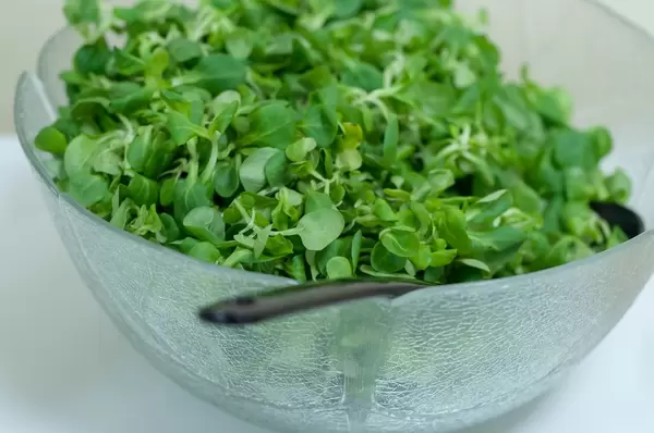 Feldsalat in einer Glasschüssel. Nahaufnahme