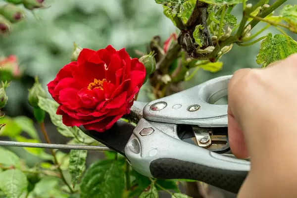 Female hand cut a red rose with pruner
