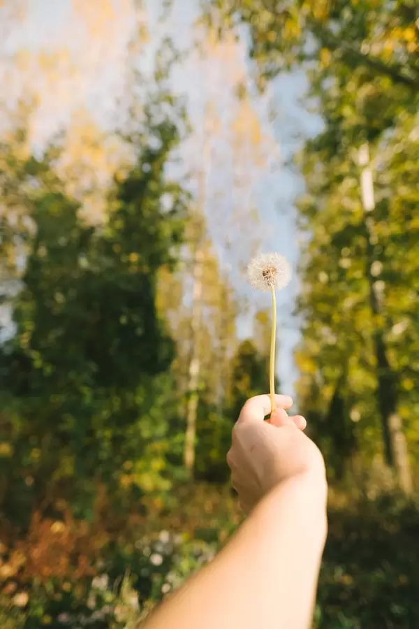 Female hand holding dandelion