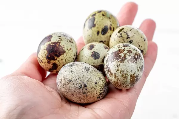Female hand holding quail eggs
