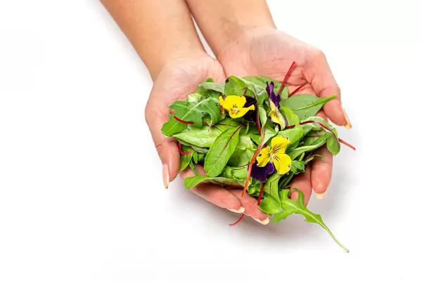 Female hands with lettuce, arugula and flowers (Flip 2019)
