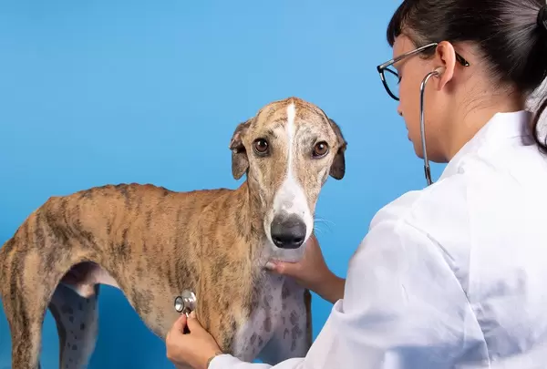 Female veterinarian examining dog