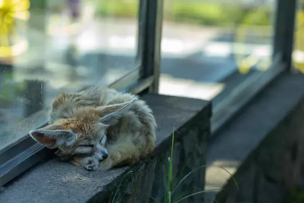Fennec Fox sleeping in the cage in the Belgrade Zoo