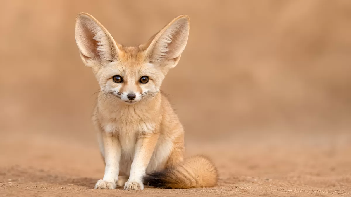 Fennekfuchs sitzt aufmerksam in der Wüste
