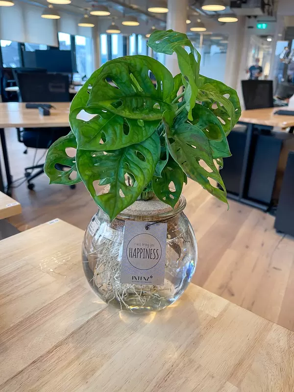 Fensterblatt oder Monstera: Pflanze mit gelöcherten Blättern auf dem Schreibtisch im Open Space Büro