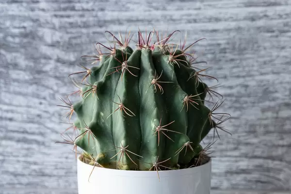 Ferocactus closeup on grey wooden background (Flip 2019)