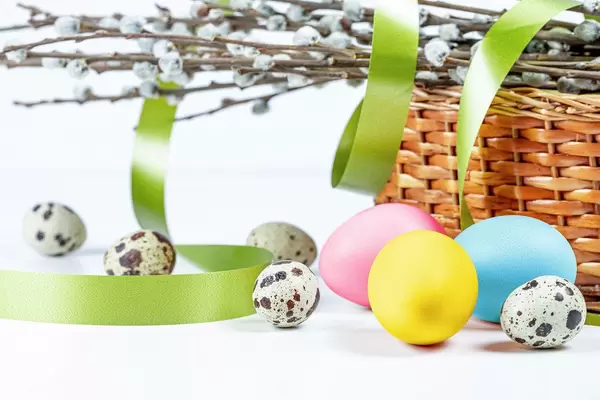 Festive background for Easter with quail and chicken eggs, spring branches and a green ribbon (Flip 2020)