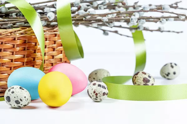Festive background for Easter with quail and chicken eggs, spring branches and a green ribbon