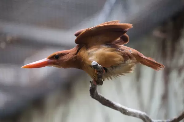 Feuerliest im Zoo Ueno, Tokyo