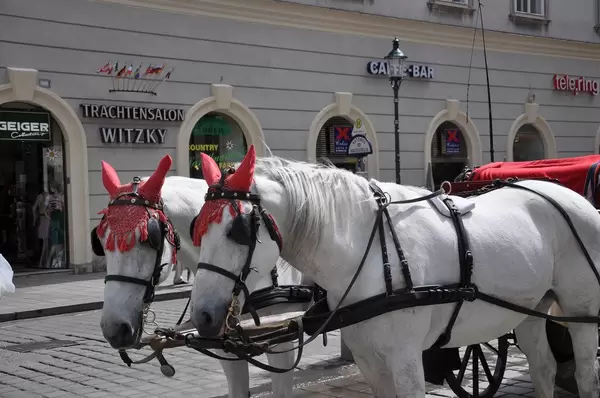 Fiaker mit weißen Pferden vor dem Stephansdom in Wien