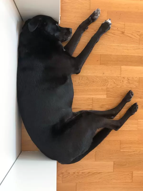 Fibonacci dog: black dog sleeps in a position corresponding to the golden spiral