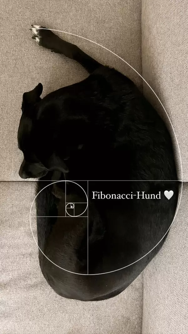 Fibonacci-Spirale im echten Leben: schwarzer Hund auf dem Sofa, der sich der goldenen Spirale annähert
